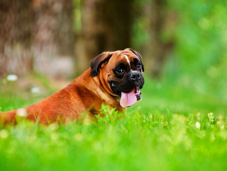 Brown And Black Short Coated Large Dog On A Grass