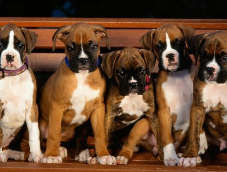 5 Brown And White Brindle Boxer Dogs Sitting On Brown Wooden Bench