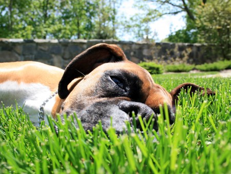 Brown And White Boxer Dog Lying On Grass During Daytime
