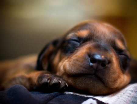 Selective Focus Photography Of Rotweiller Puppy Sleeping