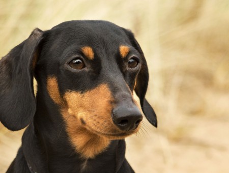 Selective Focus Photography Of Black And Tan Smooth Dachshund
