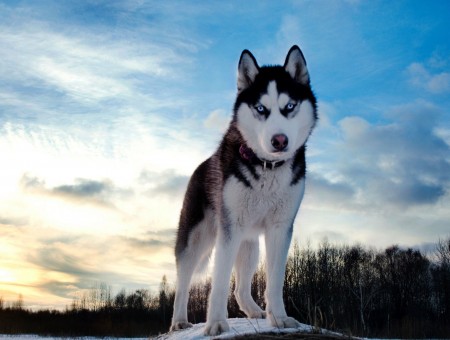 Siberian Husky Standing On White Snow Covered Ground During Daytime