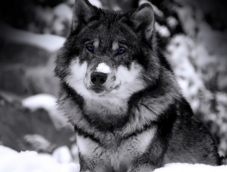 Wolf On Snowfield