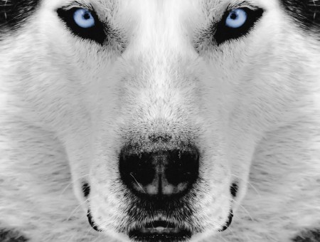 White And Black Wolf