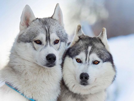 2 White Gray And Black Wolves