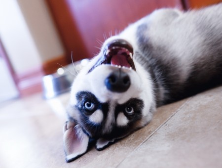 Black White Siberian Husky Puppy Lying On Floor