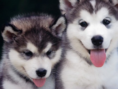 Two Siberian Husky Puppies
