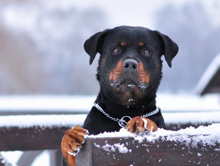 Black And Tan Rottweiler On Brown Wooden Fence During Winter