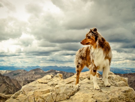 Brown And White Long Coat Dog Under Cloudy Sky  During Daytime