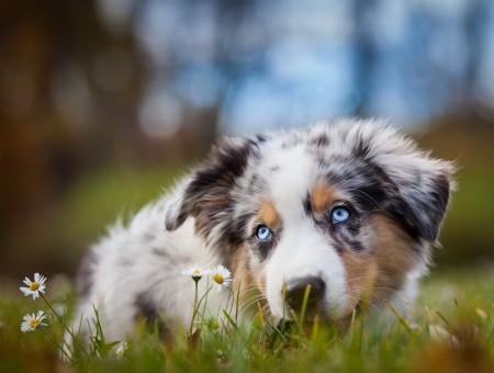Tilt Shift Lens Of White Brown And Black Medium Size Dog On Grass During Daytime