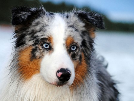 White Brown And Black Long Fur Medium Size Dog