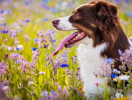 Brown And White Short Coated Large Dog On Flower Field