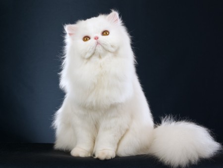 White Himalayan Cat