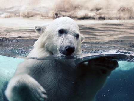 Polar Bear Swimming In Water