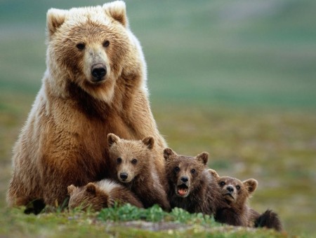 Brown Grizzly Bear And Cubs
