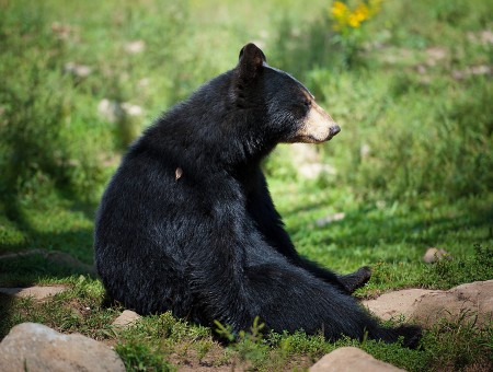 Black Bear Sitting On The Ground