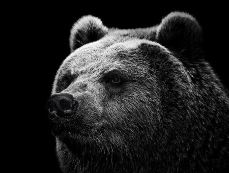 Grayscale Photo Of Grizzly Bear