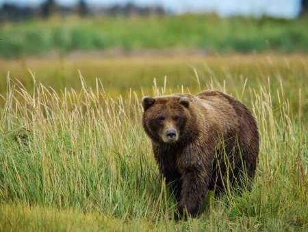 Brown Bear In Green Grass Field During Daytime