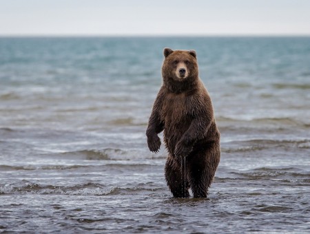 Brown Bear Standing In Calm Body Of Water During Day Time