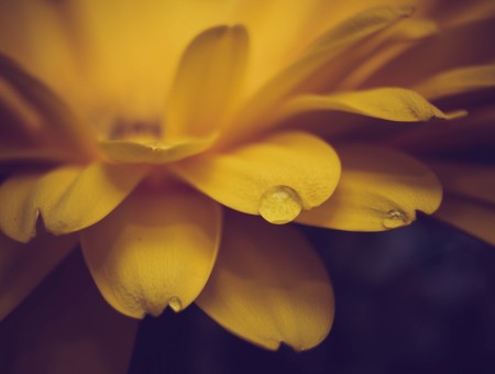 Focus photo of yellow flower