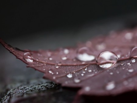 Microscopic photography of rain drops