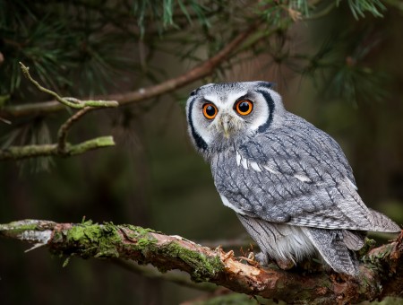 Gray and white owl