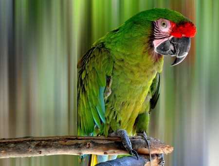Green red and yellow parrot