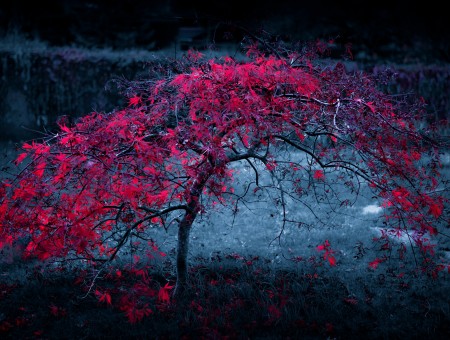 Selective color photography of tree