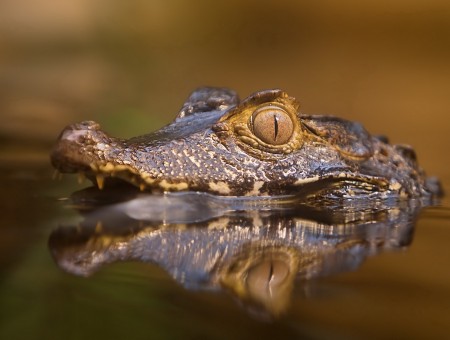 Brown aligator