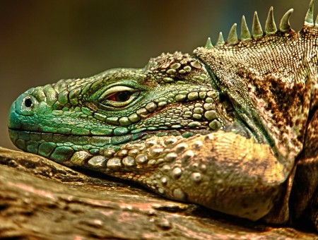 Green and brown iguana