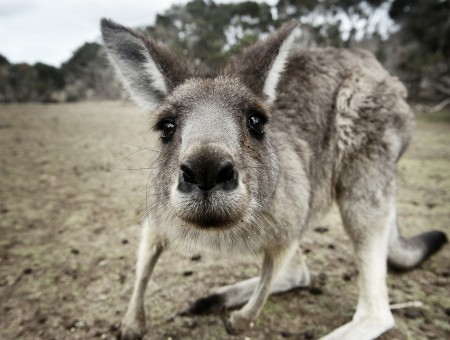 Gray and white kangaroo