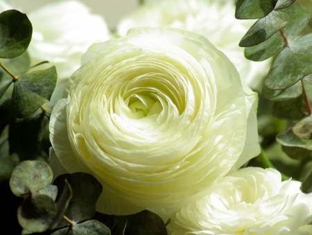 White petaled flower