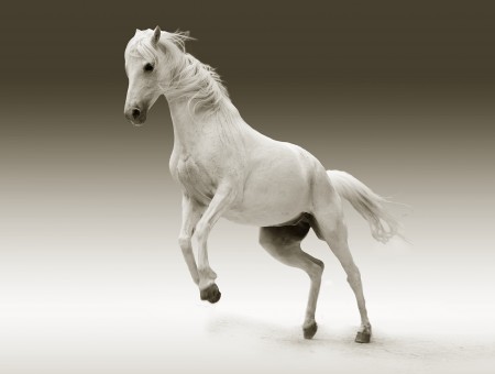 Picture of white horse jumping