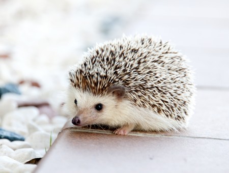 White and brown hedgehog