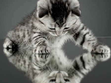 Small silver white black tabby kitten