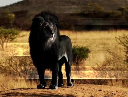 Black lion illustration