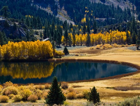 Yellow leaf trees near lake landscape painting