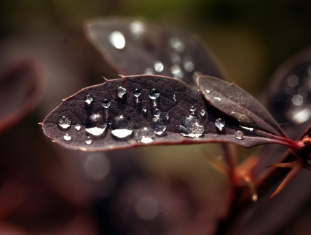 Micro photography of water drops