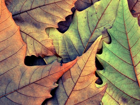 Brown and green leaf