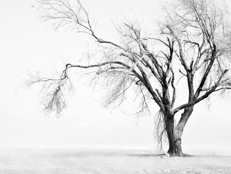 Grayscale photo of leafless tree