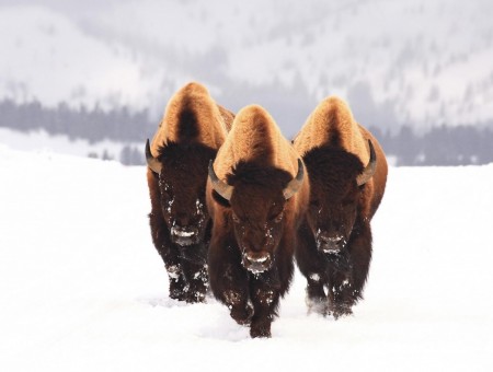 3 brown bizon