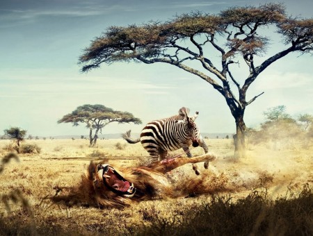 Zebra and lion