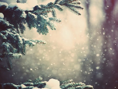 Pine tree and snow