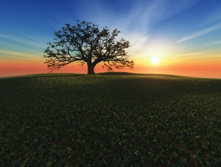 Photo of a single tree and a sunrise