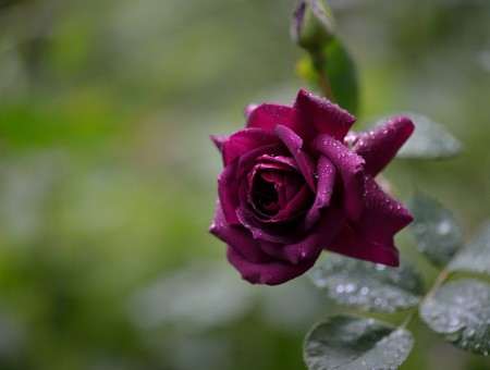 Close up photography of purple rose