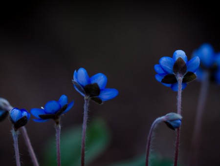 Blue petaled flowers