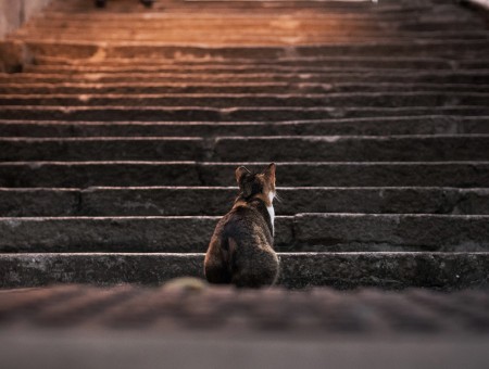 Cat on the stairs