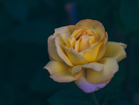 Yellow rose HD