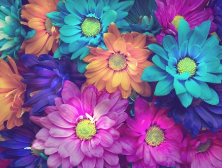 Beautiful colorful flowers 