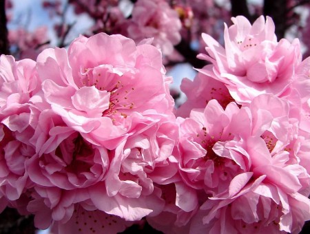 Pink flowers HD